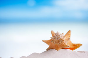 seashell on the Naples Beach